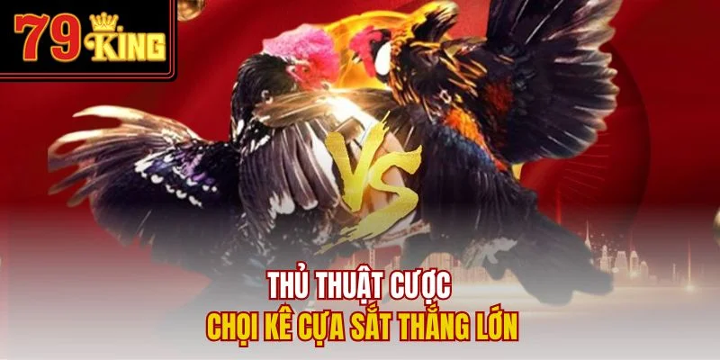 Thủ thuật cược chọi kê cựa sắt thắng lớn